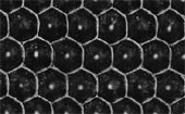 Фотография структуры растрового вала флексографической печати Фотография структуры растрового вала флексографической печати